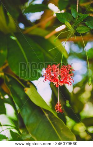 Red Curly Hibiscus Also Known As Hibisco Crespo With Greenery And Sunshine Around It