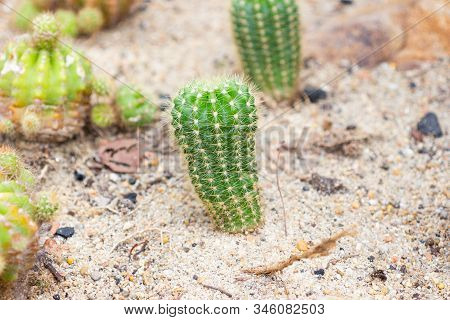 Group Of Small Cactus Species Called Echinopsis Calochlora Cactus A Plant That Grows In The Desert, 