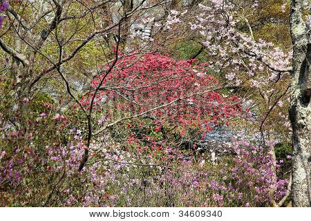 Japan - foråret blomstre