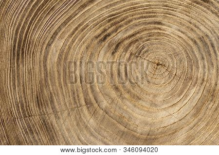 Wooden Texture From Cut Tree Trunk Of Maple Tree, Closeup. Cross Section Of A Tree Trunk. Top View.