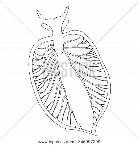 Elysia Chlorotica. Eastern Emerald Elysia. Green Sea Slug, Marine Gastropod Mollusc. Vector Illustra
