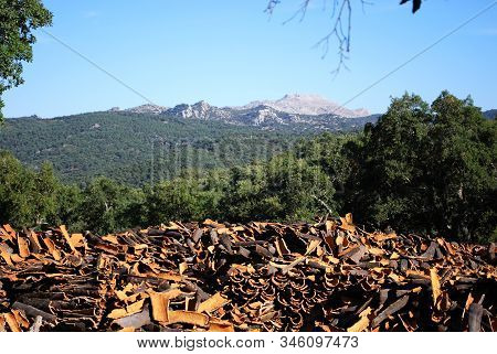 Cork Oak Farming In The Sierra De Grazalema, Grazalema, Andalucia, Spain.