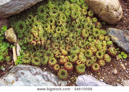 โรงงาน succulant sempervivum