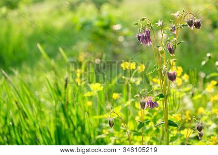 Blue Violet Bluebell Flower Aquilegia, Columbine, Catchment. Green Grass In The Meadow, Spring Textu