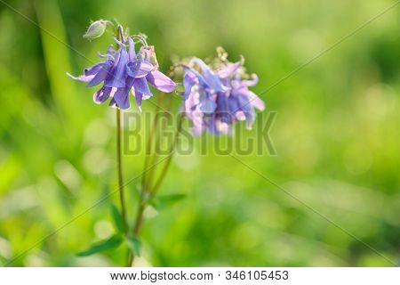 Blue Violet Bluebell Flower Aquilegia, Columbine, Catchment. Background Of Green Spring Grass In Gar