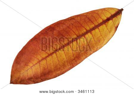 Milkweed foglia