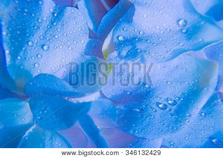 Beautiful Soft Romantic Blue Lavender Petals Abstract Backround With Waterdrops