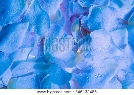 Beautiful Soft Romantic Blue Lavender Petals Abstract Backround With Waterdrops