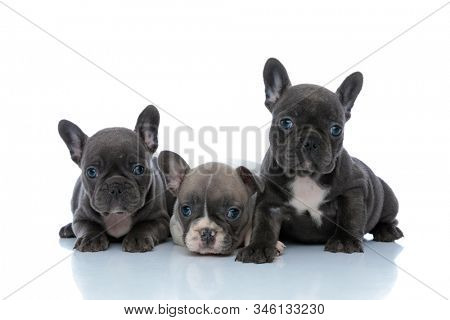 Adorable French bulldog cubs looking forward and being curious while laying down and sitting next to each other on white studio background