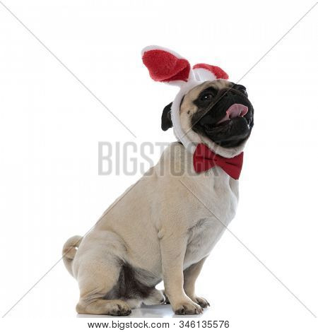 Side view of a positive pug panting and smiling while wearing bunny ears and a red bowtie, sitting on white studio background