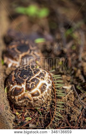 Sarcodon Imbricatus Mushroom Close-up On The Surface Of The Earth