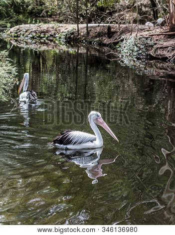 Large waterfowl Australian pelicans with a pink beak swim in a shallow pond. Australian park. Pelicans are looking for fresh fish. Ecotourism concept
