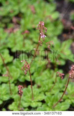 Pyrenean Saxifrage - Latin Name - Saxifraga Umbrosa
