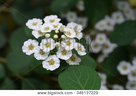 Spirea Flowers - Latin Name - Spiraea Nipponica