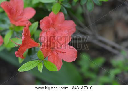 Azalea Girards Red Flower - Latin Name - Rhododendron Hybrid Girards Red