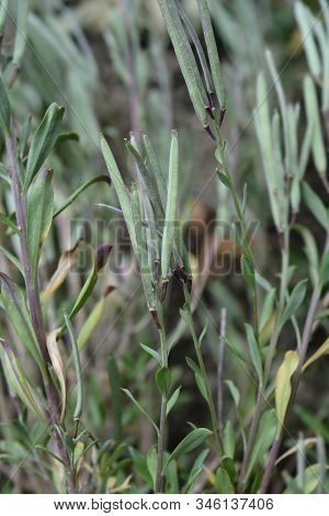 Wallflower Blood Red Covent Garden Seed Pods - Latin Name - Erysimum Cheiri Blood Red Covent Garden