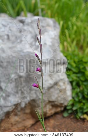 Wild Gladiolus - Latin Name - Gladiolus Illyricus