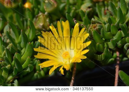 White-eyed Iceplant Yellow Flower - Latin Name - Delosperma Basuticum