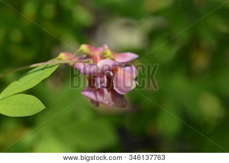 Adams Laburnum Flower - Latin Name - Laburnocytisus Adamii
