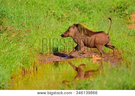 Warthog In The Tsavo East, Tsavo West And Amboseli National Park In Kenya