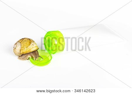 Cosmetics Organic Made With Slaver Of Snail, Very Good For Skin And Health And Fashion In Europe. Gr