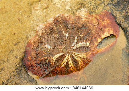 Fossilized Sea Urchin (echinoidea) In Sea Shore Rock And Sand: Family: Echinocorys