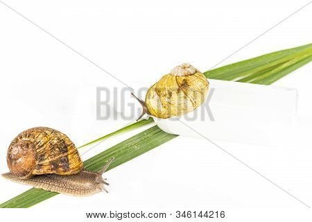 Cosmetics Organic Made With Slaver Of Snail, Very Good For Skin And Health And Fashion In Europe.pot
