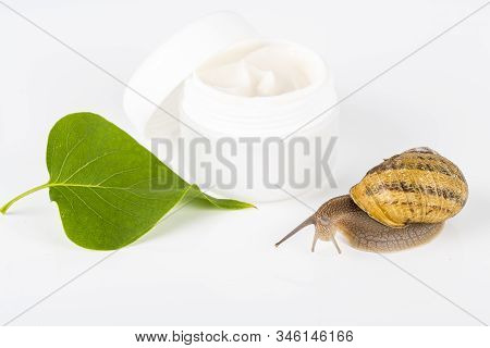 Cosmetics Organic Made With Slaver Of Snail, Very Good For Skin And Health And Fashion In Europe. Po