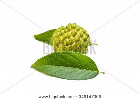 Sugar Apple Or Custard Apple With Green Leaf Isolated On White Background