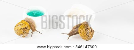 Cosmetics Organic Made With Slaver Of Snail, Very Good For Skin And Health And Fashion In Europe. Po