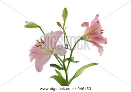 Twee roze lelies (2)