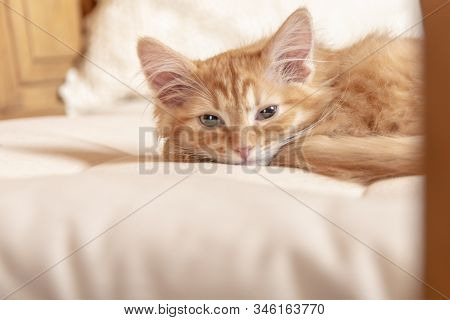 Red Tabby Kitten Falls Asleep On Soft White Pillow. Striped Small Kitten Looks At Camera With Half-c