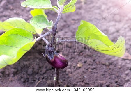 Purple Small Baby Eggplant. Solanum Melongena. Growing On Plant In Garden Or Farm In Open Ground, Cl