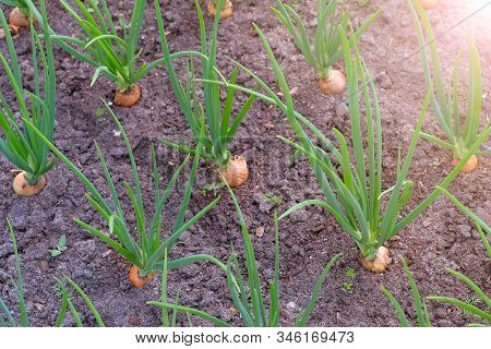 Onions Growing In Garden In Rows In Open Ground In Farm, Top View. Garden Bed With Onions, Gardening
