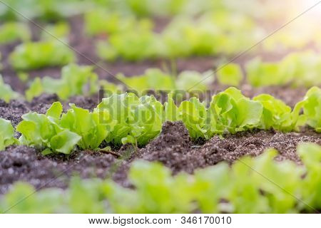 Plants Of Baby Lettuce Growing On Farm In Open Ground, Closeup. Farming And Gardening. Agrobusiness 