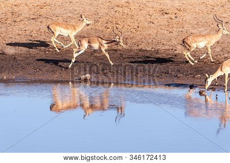 A Group Of Impalas -aepyceros Melampus- Running Nervously Around A Waterhole In Etosha National Park