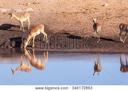A Group Of Impalas -aepyceros Melampus- Drinking From A Waterhole In Etosha National Park, Namibia.