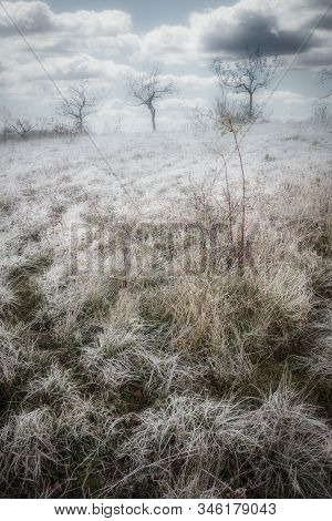Rimy Meadow Orchard