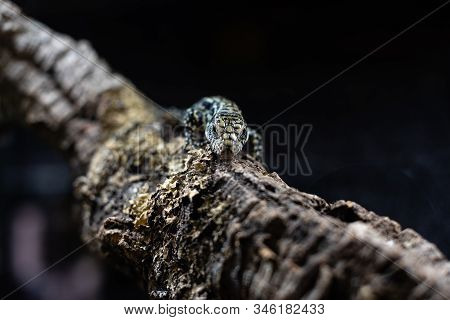 Portrait Of Live Monitor Lizard Varan Dof Sharp Focus Space For Text Macro Reptile Jungle Aquarium H