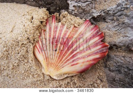 Meeresmuschel