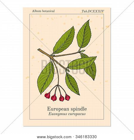 Spindle Euonymus Europaeus , Medicinal Plant. Hand Drawn Botanical Vector Illustration