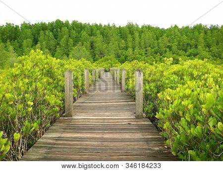Wooden Boardwalk Among The Vibrant Green Forest