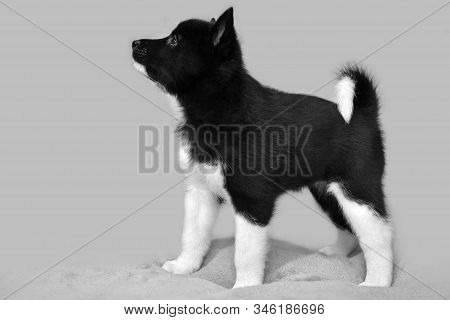 Puppy Husky Black And White Color. Northern Dog Breed Russian-european Laika.