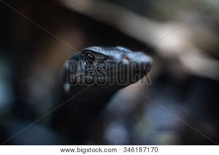 Portrait Of Live Monitor Lizard Varan Dof Sharp Focus Space For Text Macro Reptile Jungle Aquarium H