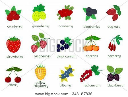 Set Of Ripe Berries Collection, Mega Icon Of Fifteen Elements On A White Background With Text. For Y