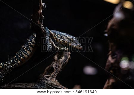 Portrait Of Live Monitor Lizard Varan Dof Sharp Focus Space For Text Macro Reptile Jungle Aquarium H