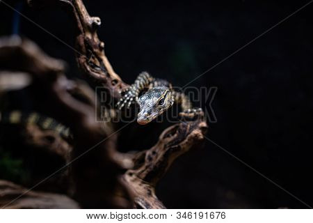 Portrait Of Live Monitor Lizard Varan Dof Sharp Focus Space For Text Macro Reptile Jungle Aquarium H