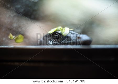 Portrait Of Live Monitor Lizard Varan Dof Sharp Focus Space For Text Macro Reptile Jungle Aquarium H