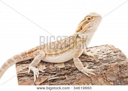 Cute Bearded Dragon Sitting