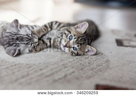 Two One Month Old Bengal Kittens Lying On Karpet Sleeping And Having Rest
